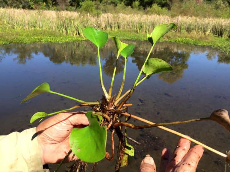 Aquatic Plant Management Society Aquatic Plant Management Society